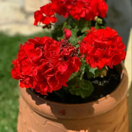 Coralli Beach Studios- מלון דירות נידרי